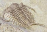 Rare Gabriceraurus Trilobite Fossil - Wisconsin #142748-5